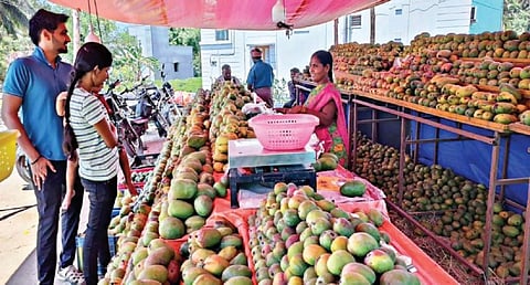 காவேரிப்பட்டணம் அருகே கிருஷ்ணகிரி -சேலம் தேசிய நெடுஞ்சாலையோரம் உள்ள கடையில் மாம்பழம் விற்பனையில் ஈடுபட்டுள்ள பெண்.