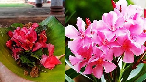 இளம்பெண் அகால மரணமடைந்ததால் அரளி மலருக்கு தடை விதிப்பு: கேரளாவின் 2500 கோயில்களில் நடவடிக்கை