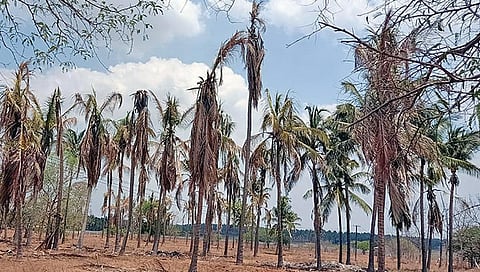 உடுமலை அருகே குடிமங்கலம் பகுதியில் வறட்சியால் கருகிய தென்னை மரங்கள்.