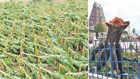 அவிநாசி மற்றும் சுற்றுவட்டாரத்தில் சூறாவளி காற்றுடன் பெய்த மழைக்கு முறிந்து கடும் சேதமடைந்த வாழைகள். (அடுத்த படம்) அவிநாசிலிங்கேஸ்வரர் கோயில் தெப்பக்குளம் அருகே தெப்பத்தில் முறிந்து விழுந்த பழமையான வேப்பமரம். படங்கள்: இரா.கார்த்திகேயன