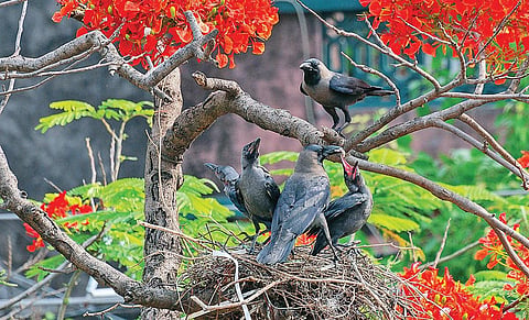 இன்பம் பொங்கும் இளவேனில் வெறும் ஞாபகமாகிவிடுமா?