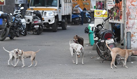 சென்னை மாநகராட்சியில் முதன்முறை! - 2,100+ நாய்களுக்கு உரிமம்; சுமார் 3,000 விண்ணப்பங்கள் பரிசீலனை