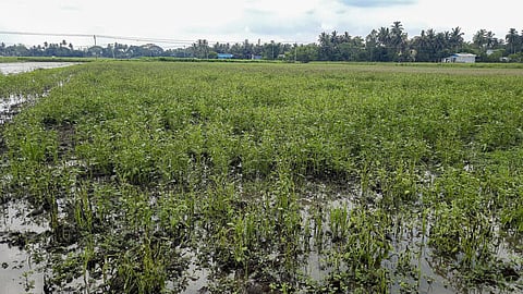 தஞ்சாவூர் மாவட்டம் திருவையாறு அருகே செம்மங்குடியில் மழையால் பாதிக்கப்பட்டுள்ள எள் செடிகள்.