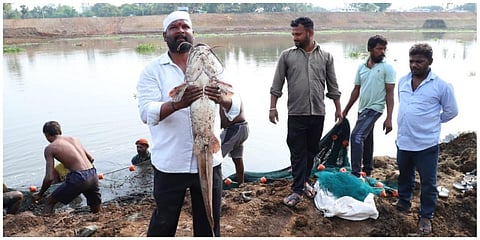 சேலம் போடிநாயக்கன்பட்டி ஏரியில் பிடிபட்ட 20 கிலோ எடையுள்ள ஆப்ரிக்கன் கெளுத்தி மீன்.  