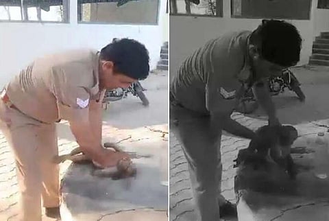 கடும் வெயிலில் மயங்கி விழுந்த குரங்கு - சிபிஆர் செய்து உயிர் காத்த உ.பி காவலர்!