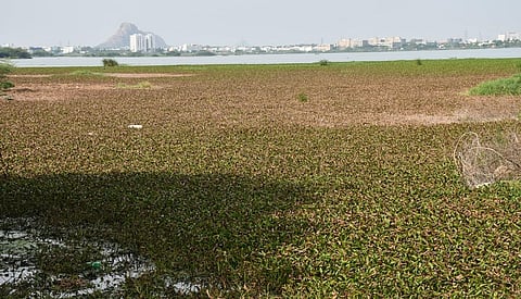 மதுரை வண்டியூர் கண்மாய் பறவைகள் சரணாலயமாக அறிவிக்கப்படுமா? - சூழலியல் ஆர்வலர்கள் வலியுறுத்தல்