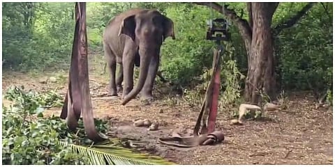 உடல்நலம் தேறியதால் கோவை வனப்பகுதிக்குள் விடுவிக்கப்பட்ட பெண் யானை