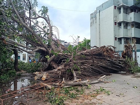 சென்னை மழை: ஓமந்தூரார் மருத்துவமனையில் 80 ஆண்டு பழமையான ஆலமரம் முறிந்து விழுந்தது