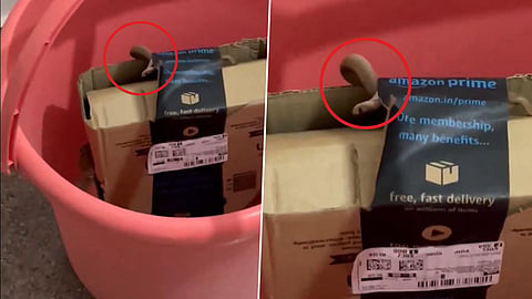 அமேசான் பார்சலில் நல்ல பாம்பு: உயிரை காப்பாற்றிய டேப் @ பெங்களூரு