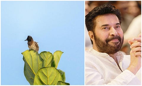 மம்மூட்டி எடுத்த புகைப்படம் ரூ.3 லட்சத்துக்கு ஏலம்