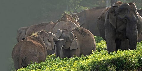 வன விலங்குகள் மட்டுமல்ல, விவசாயிகளும் முக்கியம்