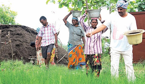 புதுச்சேரி நகர குப்பைகளில் இருந்து தயாரிக்கப்பட்ட 50 டன் இயற்கை உரம் பிள்ளையார்குப்பம் கிராமத்தில் சவுக்கு பயிர்களுக்கு பயன்படுத்தப்பட்டது.
