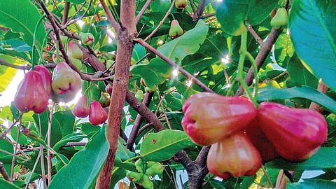 பழநி அருகே கோம்பைப்பட்டியில் காய்த்து குலுங்கும் வாட்டர் ஆப்பிள்.