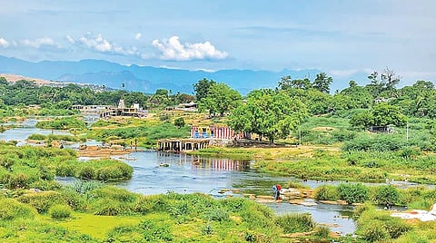 திருநெல்வேலி நகருக்குள் பாயும் தாமிரபரணியின் இருகரைகள் மட்டுமின்றி ஆற்றுக்குள்ளும் செடிகள் வளர்ந்து புதர்மண்டிக் காணப்படுகிறது.