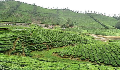 மேகமலை வனப்பகுதியில் நெகிழி பொருட்களுக்கு தடை