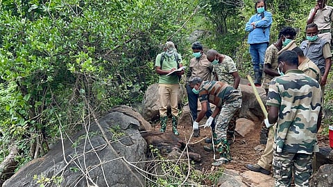 நீலகிரியில் கன மழை: அவலாஞ்சியில் அதிகபட்சமாக 197 மி.மீ. மழை பதிவு  