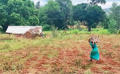 இன்னோடு ஊராட்சியில் தனது குடியிருப்புக்கு விறகுகளை சுமந்து செல்லும் சிறுமி