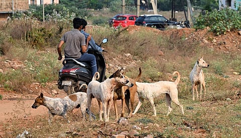 நாய்க்கடி இறப்புகள்: உறுதியான நடவடிக்கை அவசியம்