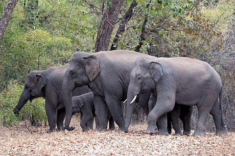 தமிழகத்தில் யானைகள் எண்ணிக்கை 3,063 ஆக உயர்வு: முதல்வர் ஸ்டாலின் அறிக்கை