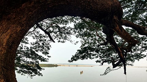 கோதாவரி நதிக்கரையின் ஓரம் கம்பீரமாக காட்சி அளித்து கொண்டிருந்த ‘சினிமா மரம்’.