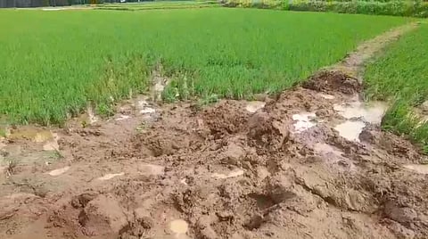 வடகரை- மேக்கரை பிரதான சாலையில் வேறு 2 யானைகள் சுமார் 3 ஏக்கரில் பயிரிடப்பட்டிருந்த நெல் பயிர்களை சேதப்படுத்தியது.