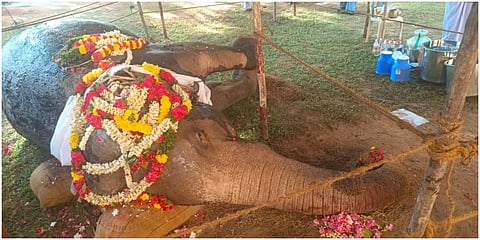 தீ விபத்தில் உயிரிழந்த குன்றக்குடி கோயில் யானை சுப்புலட்சுமி