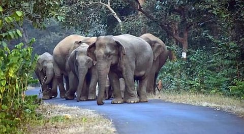தென்காசியில் விவசாய நிலங்களுக்குள் படையெடுக்கும் யானைகள்: நிரந்தர தீர்வுக்கு வழி என்ன?