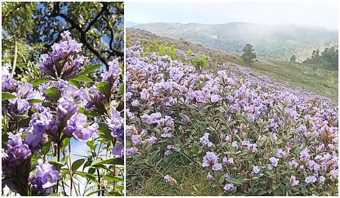 நீலக்குறிஞ்சி மலர்கள்