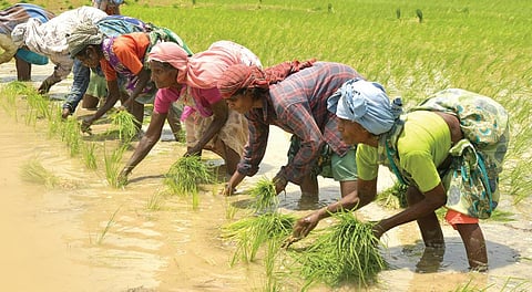 காவிரிப் படுகை மறந்த நாற்று நடவு