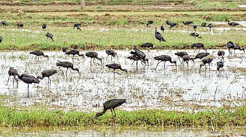 தஞ்சாவூர் அருகேயுள்ள களிமேடு பகுதியில் வயல்களில் கூட்டமாக அமர்ந்துள்ள அன்றில் பறவைகள்.படம்: ஆர்.வெங்கடேஷ்