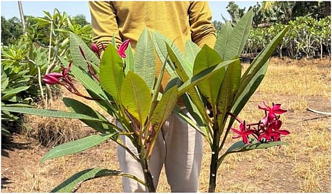 மலர்ச்செடிகள்