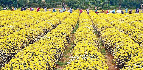 கிருஷ்ணகிரி மாவட்டம் ஓசூர் அருகே உத்தனப்பள்ளியில் சாமந்திப்பூ அறுவடைப் பணியில் ஈடுபட்டுள்ள விவசாயிகள்.