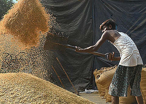 ராபி பருவ பயிர்களுக்கான குறைந்தபட்ச ஆதரவு விலையை உயர்த்த மத்திய அமைச்சரவை ஒப்புதல்