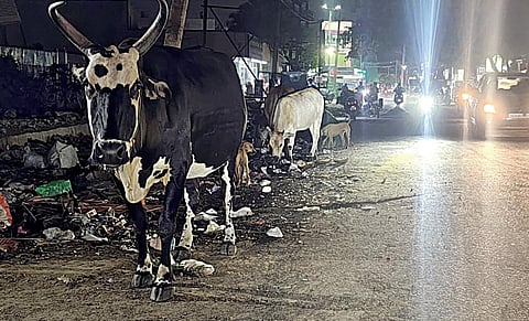 திருமுல்லைவாயல் பகுதியில் இரவு நேரத்தில் சாலையில் சுற்றித் திரியும் மாடுகளால் அவதி!
