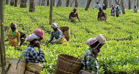 டான்டீ தொழிலாளர்களுக்கு 20% போனஸ்: முதல்வர் ஸ்டாலின் உத்தரவு