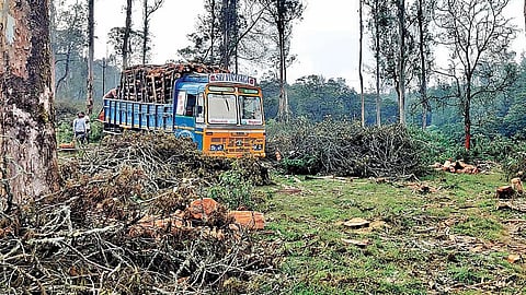 உதகையை அடுத்த தலைகுந்தா பகுதியில் அகற்றப்பட்டுவரும் சீகை மரங்கள்.