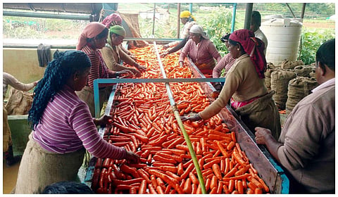 கேத்தி பாலாடாவில் கேரட் கழுவும் பணியில் ஈடுபட்ட தொழிலாளர்கள்.