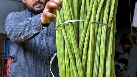 கோயம்பேடு சந்தையில் முருங்கைக்காய் விலை கிலோ ரூ.80 ஆக உயர்வு