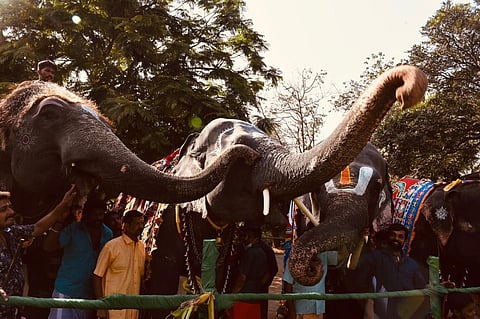கோவை மாவட்டம் தேக்கம்பட்டியில் கடந்த 2021-ம் ஆண்டு நடந்த நலவாழ்வு முகாமில் கலந்து கொண்ட யானைகள். (கோப்புப்படம்) 