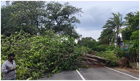 வேரோடு சாய்ந்த மரங்களால் போக்குவரத்து பாதிப்பு