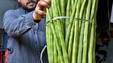 கோயம்பேடு சந்தையில் தொடர்ந்து உச்சத்தில் முருங்கைக்காய் விலை