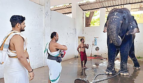 திருச்செந்தூர் கோயிலில் நடந்த அசம்பாவிதத்துக்குப் பிறகு நேற்று யாக பூஜை நடத்தப்பட்டு, யானை தெய்வானை மீது புனித நீர் தெளிக்கப்பட்டது.
