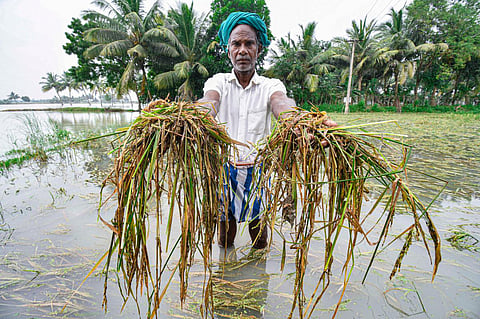 சமீபத்தில் பெய்த கனமழையில் சேதமடைந்த பயிர்கள்.