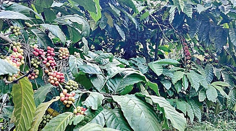 கூடலூர் பகுதியில் செடிகளில் காணப்படும் காபி பழங்கள்.