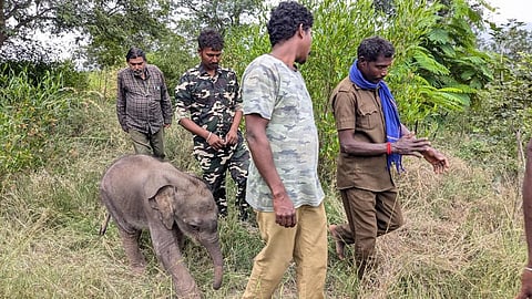 கோவையில் பெண் யானை உயிரிழந்த நிலையில் குட்டியை யானை கூட்டத்துடன் சேர்க்கும் முயற்சியில் ஈடுபட்டுள்ள வனப்பணியாளர்கள்.