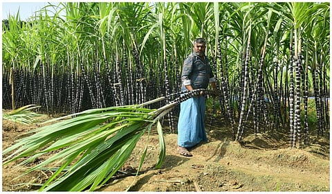 கோப்புப் படம்
