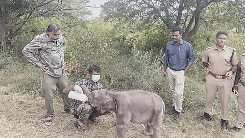 கோவையில் பெண் யானை உயிரிழந்த நிலையில் மீட்கப்பட்ட குட்டிக்கு லேக்டோஜென் பால் புகட்டும் வனப்பணியாளர். உடன் மாவட்ட வன அலுவலர் ஜெயராஜ், வனக்கால்நடை மருத்துவர் சுகுமார் உள்ளிட்டோர்.