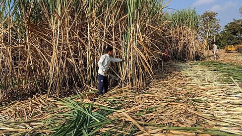 ஏ.ஐ தொழில்நுட்ப உதவியுடன் மகாராஷ்டிராவில் கரும்பு விவசாயம்