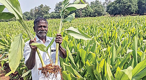 வத்தலக்குண்டு அருகே செங்கட்டாம்பட்டி பகுதியில் விளைந்துள்ள மஞ்சள் செடிகள்.