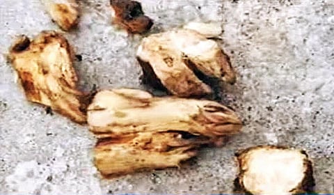 குதிரை தாலி கிழங்கு.